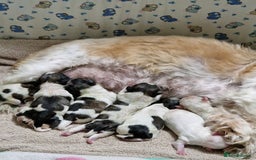 Shih Tzu dogs for sale: Meet Our Gorgeous Shih Tzu Puppies!  - Image 3