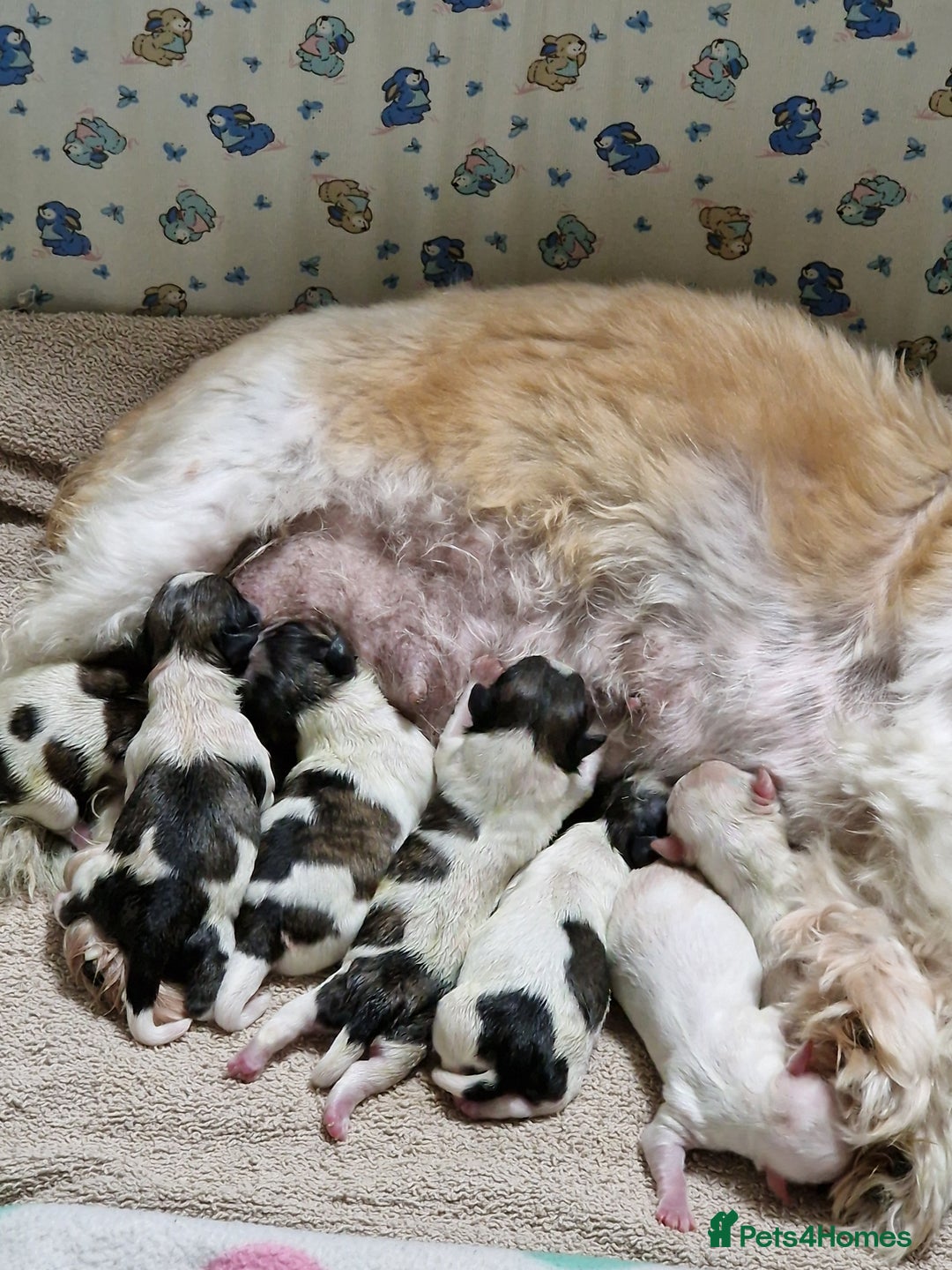 Shih Tzu dogs for sale: Meet Our Gorgeous Shih Tzu Puppies!  - Image 3