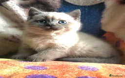 British Shorthair cats for sale: Purebred colourpoint BSH kittens  - Image 5