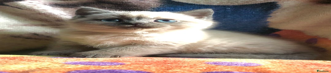 British Shorthair Kitten 2