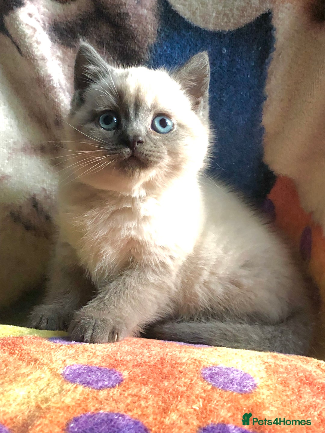 British Shorthair cats for sale: Purebred colourpoint BSH kittens  - Image 5