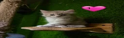 Mixed Breed cats for sale: Beautiful litter of fluffy kittens  - Advert 5