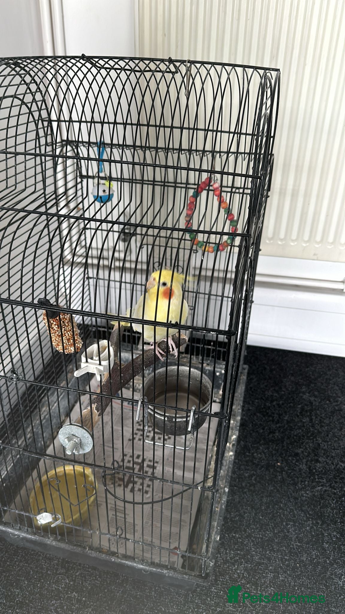 Cockatiels birds Beautiful Yellow Cockateil for Sale  in Uxbridge - Advert 2