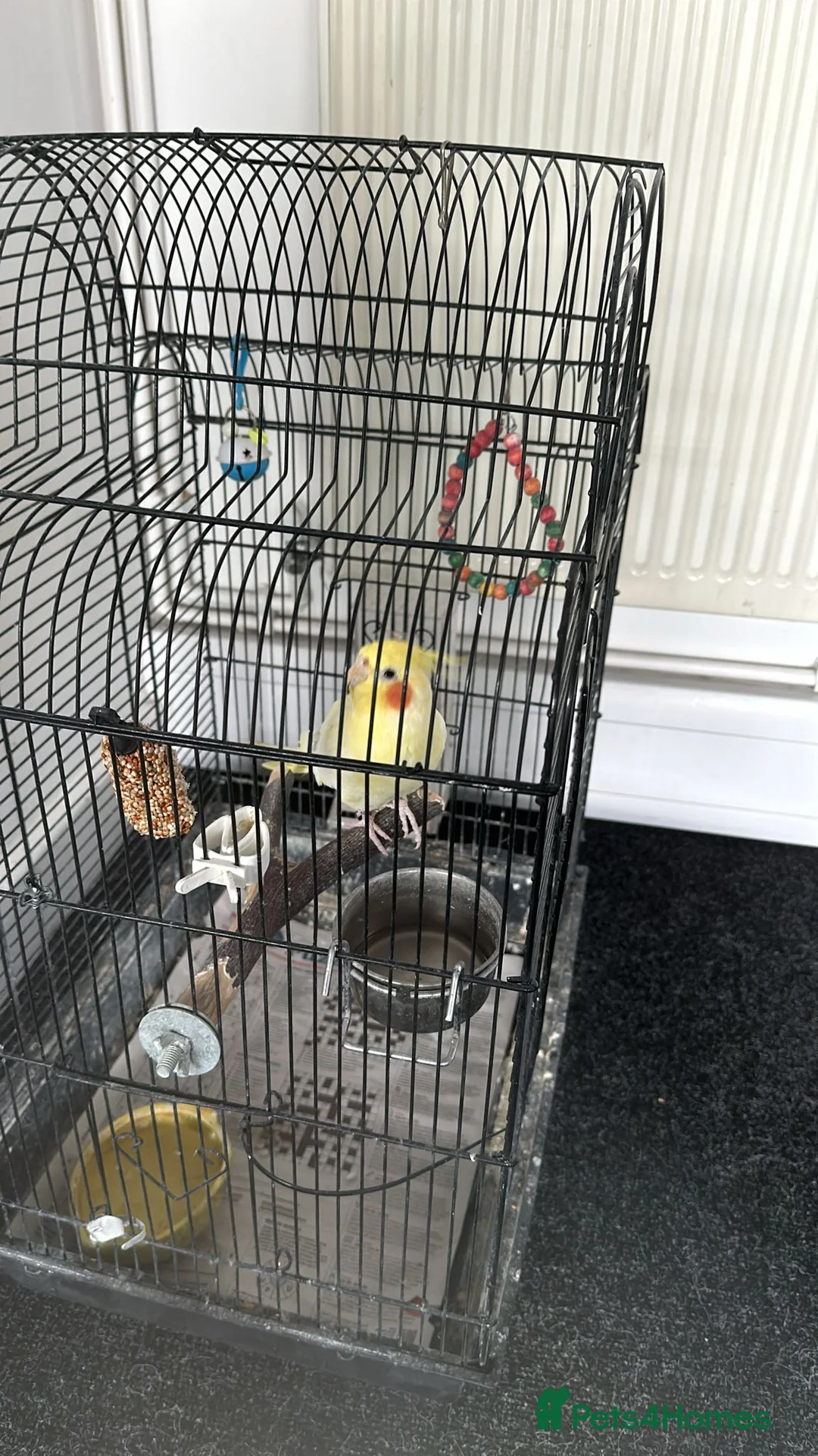 Cockatiels birds for sale: Beautiful Yellow Cockateil for Sale  - Advert 1