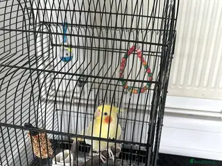 Cockatiels birds Beautiful Yellow Cockateil for Sale in Uxbridge - Advert 2