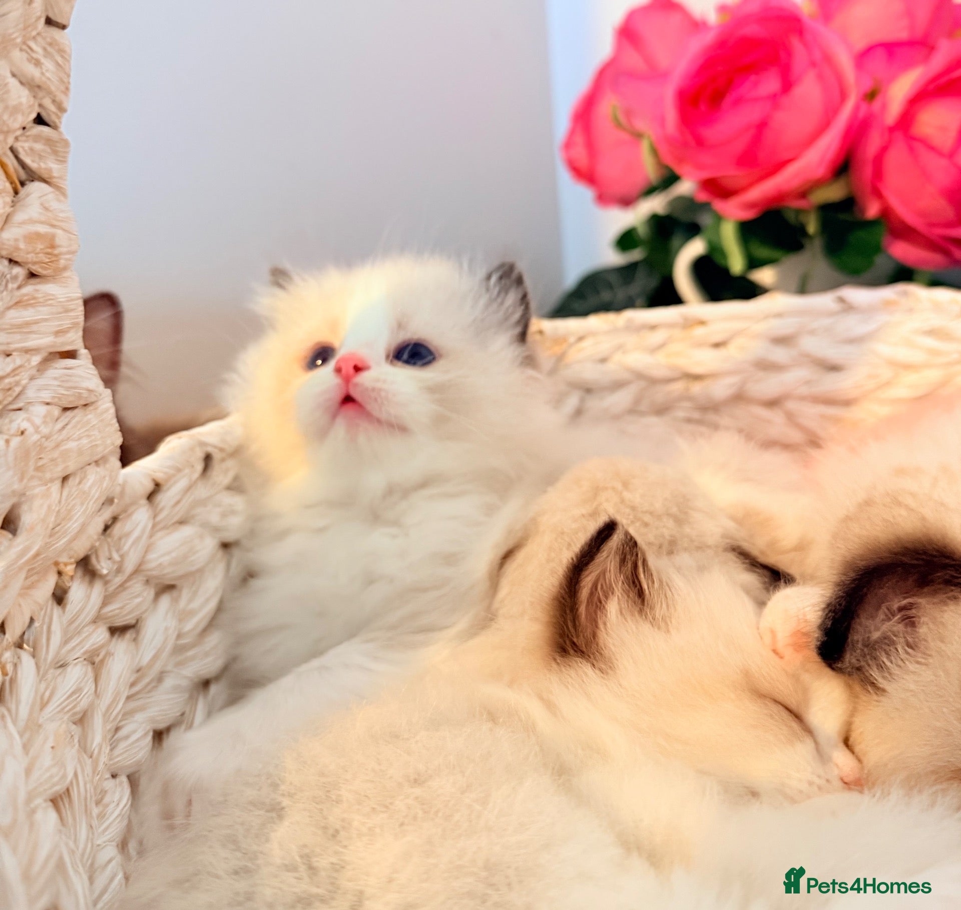 Ragdoll cats TICA REGISTERED CHAMP LINE EU RAGDOLLS✨️🏆 🩷  - Advert 2