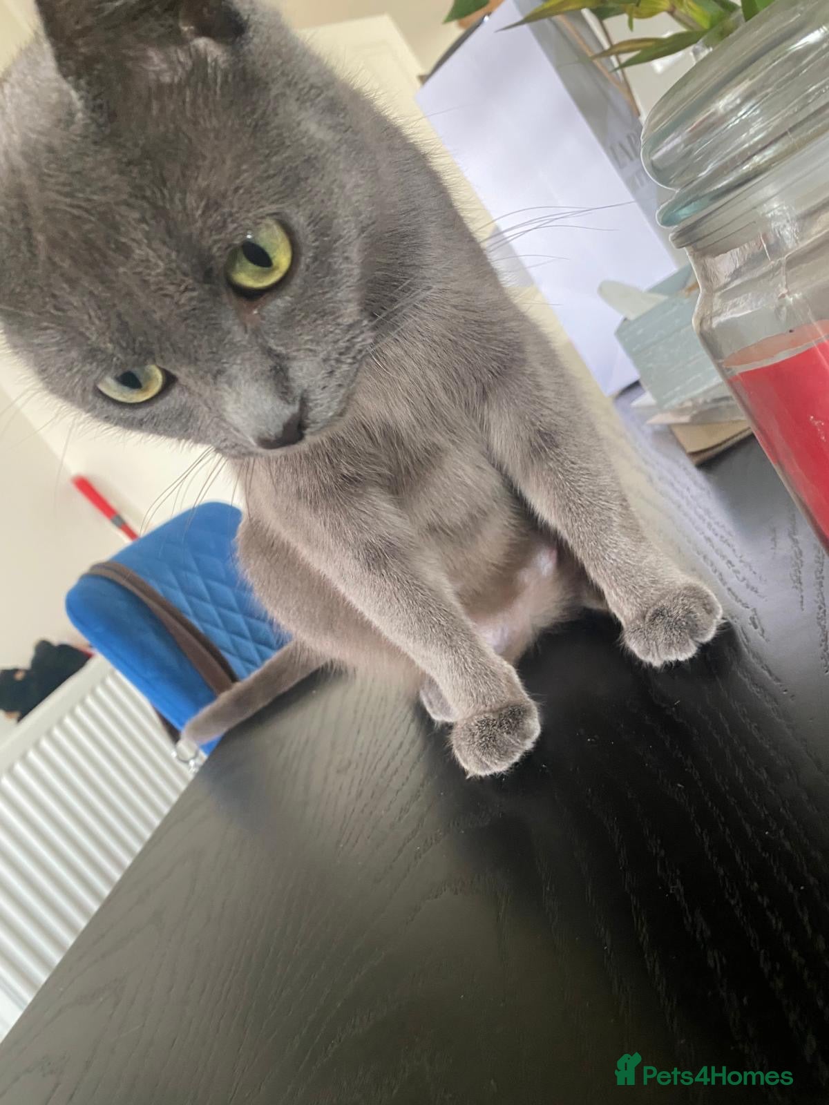 Mixed Breed cats Beautiful kittens for sale  - Advert 3