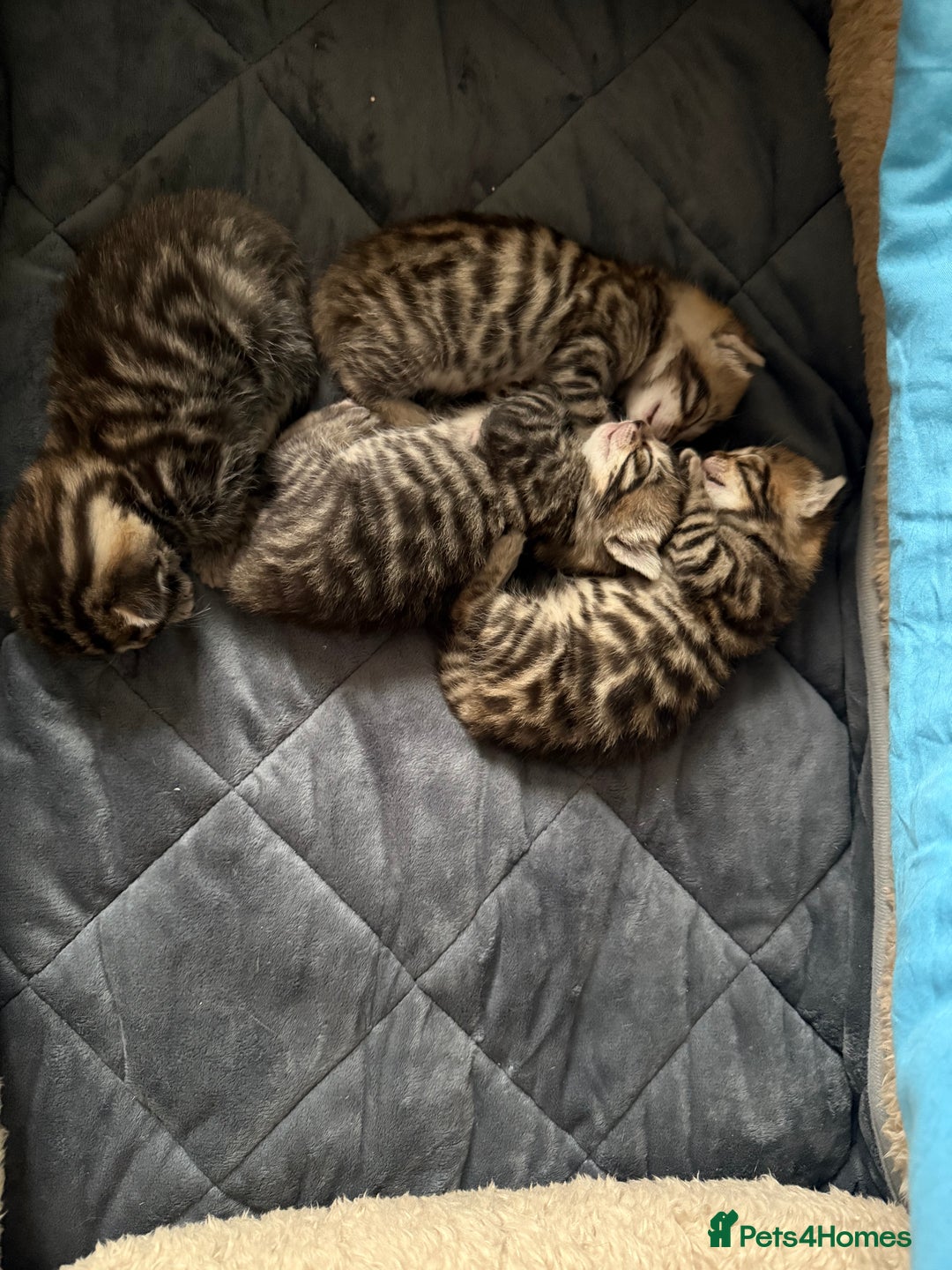 Mixed Breed cats for sale: Bengal mixed kitten  - Advert 2