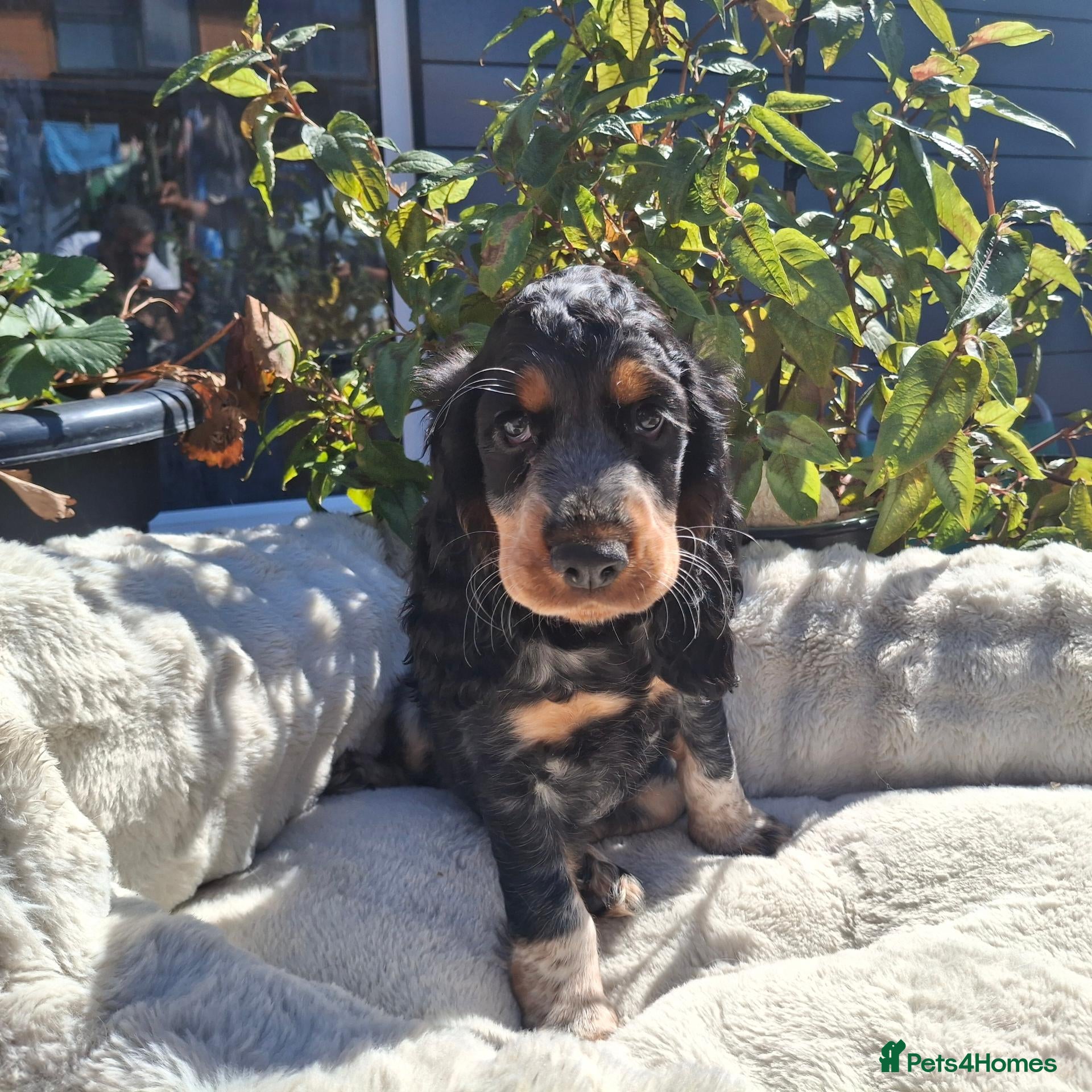 Cocker Spaniel dogs 🏡Last girl available, SHOW Cocker spaniels 🐶  - Advert 1