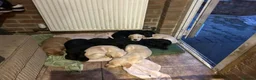 Labrador Retriever dogs for sale: Stunning Labrador puppies for sale - Advert 7
