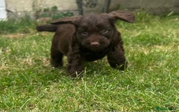 Cockapoo dogs for sale: Stunning F1b petite Cockerpoos.  - Image 3