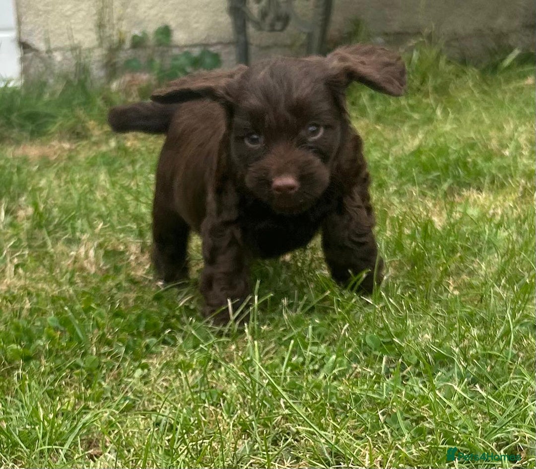 Cockapoo dogs for sale: Stunning F1b petite Cockerpoos.  - Image 3