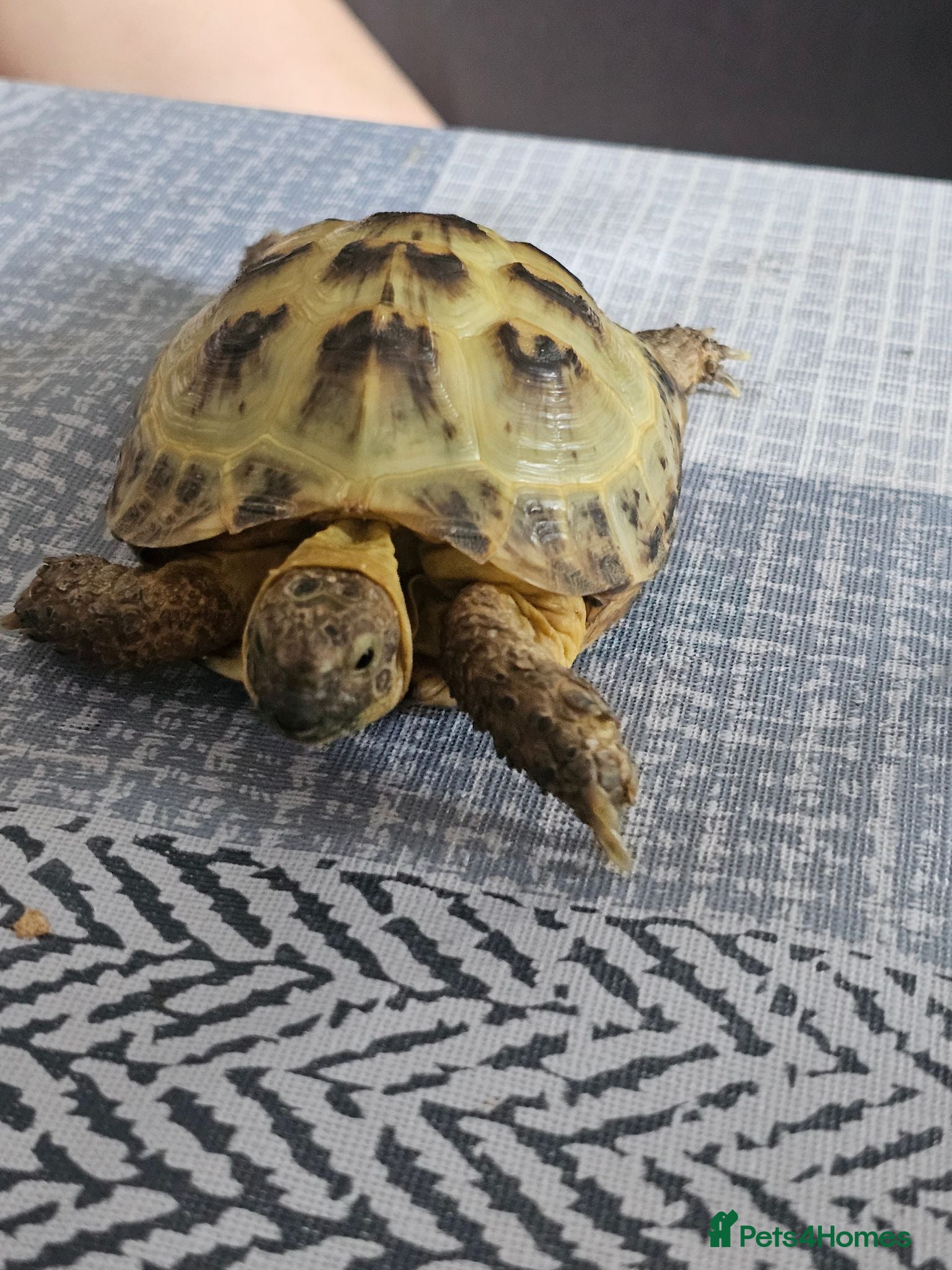 Tortoise reptiles Horsefield tortoise  - Advert 1