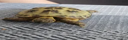 Tortoise reptiles for sale: Horsefield tortoise  in Livingston - Advert 1