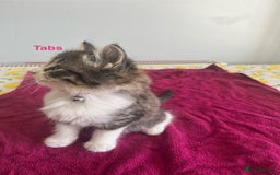 British Shorthair cats for sale: Ready for a loving home now  - Image 9