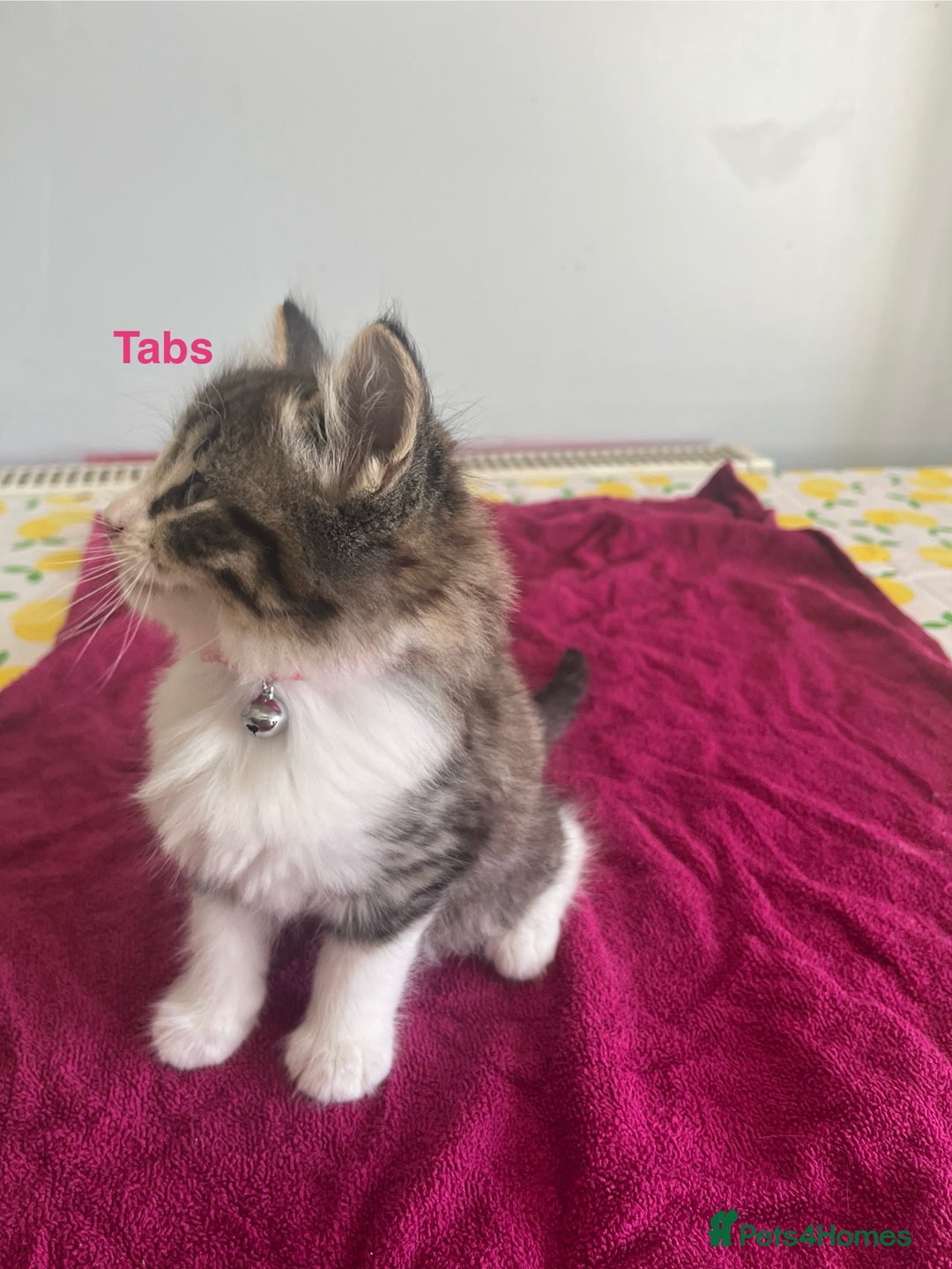 British Shorthair cats for sale: Ready for a loving home now  - Image 9