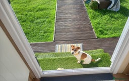 Jack Russell dogs for stud: proven small jackrussell boy for stud only  in Sheerness - Image 10