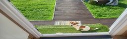 Jack Russell dogs for stud: proven small jackrussell boy for stud only  in Sheerness - Advert 10