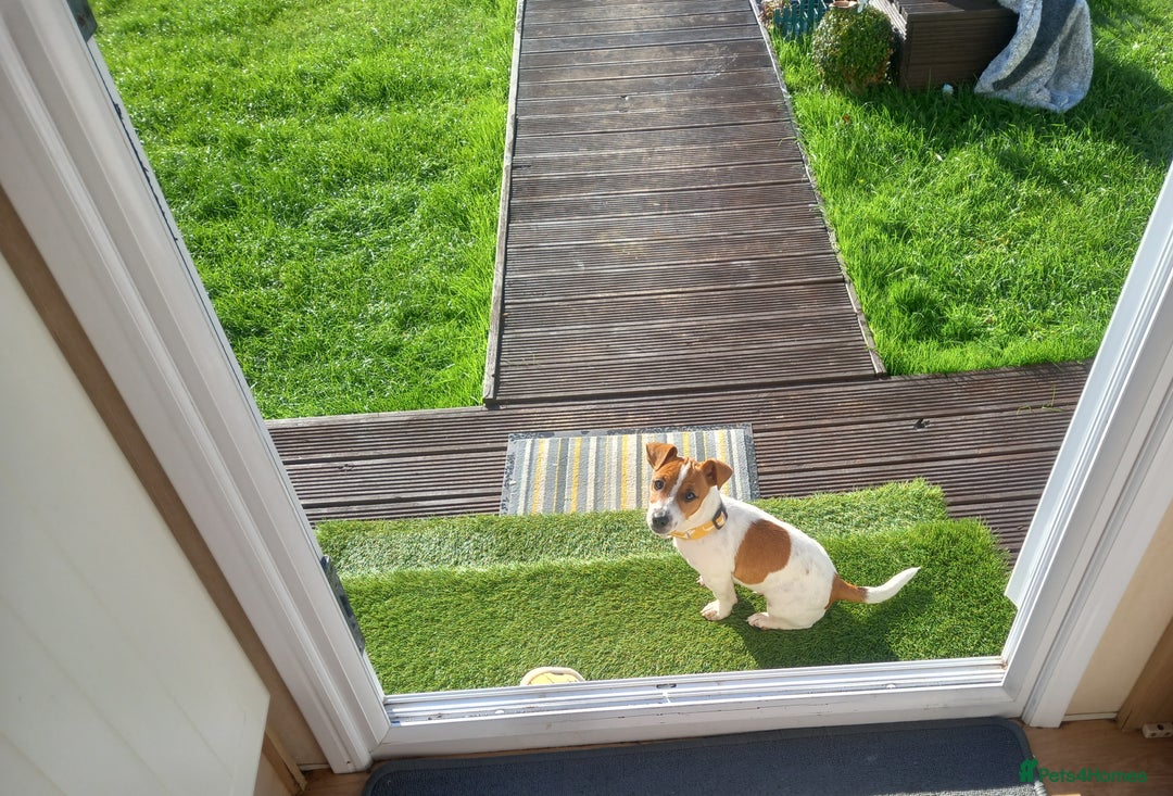 Jack Russell dogs for stud: proven small jackrussell boy for stud only  in Sheerness - Image 10