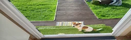 Jack Russell dogs for stud: proven small jackrussell boy for stud only  in Sheerness - Advert 10