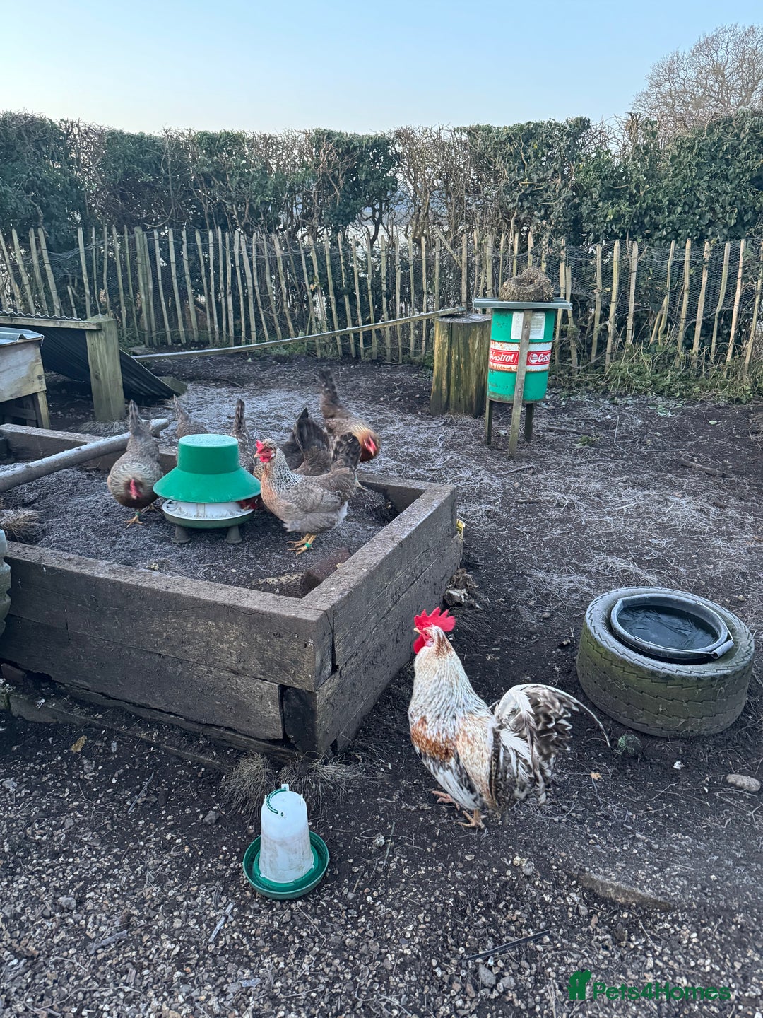 Chickens poultry for sale: Cream crested legbar - Image 7