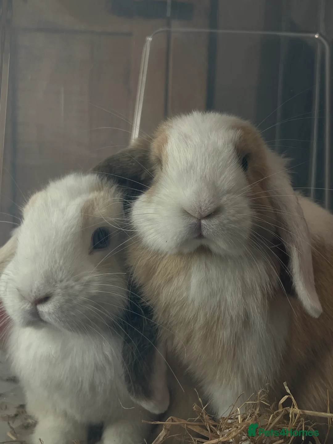 Mini Lop rabbits for sale: 2 beautiful sister mini lops 🤍 - Advert 5