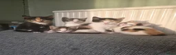Bengal cats for sale: 3 beautiful kittens  in Leeds - Advert 5