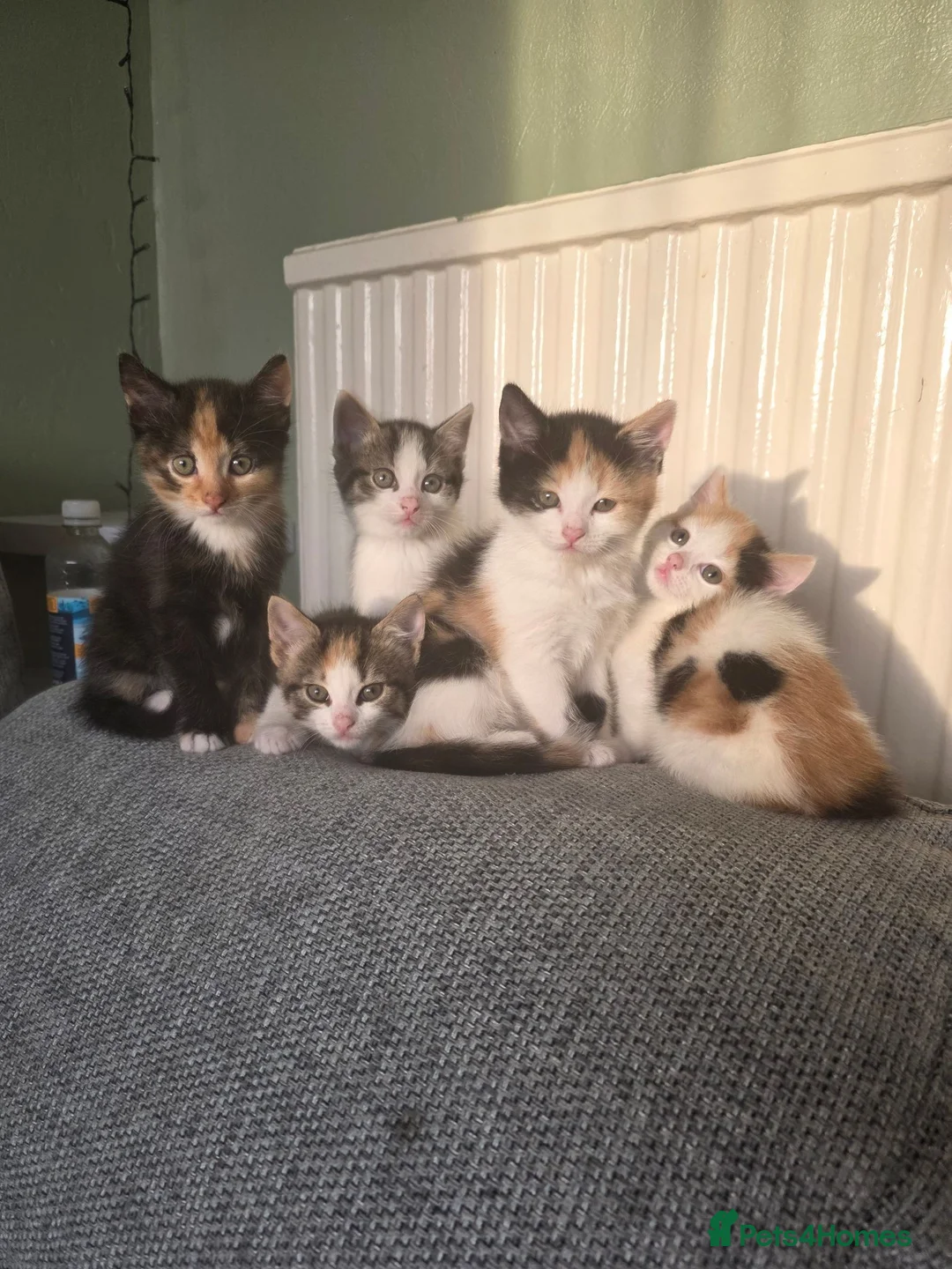Bengal cats for sale: 3 beautiful kittens  in Leeds - Advert 5