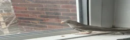 Mixed Breed birds for sale: Baby Cocatiel birds and budgies - Advert 7