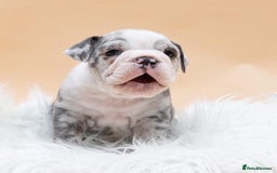 English Bulldog dogs for stud: HEALTH TESTED CLEAR & BOAS GRADED ZERO KC REG in Doncaster - Image 12