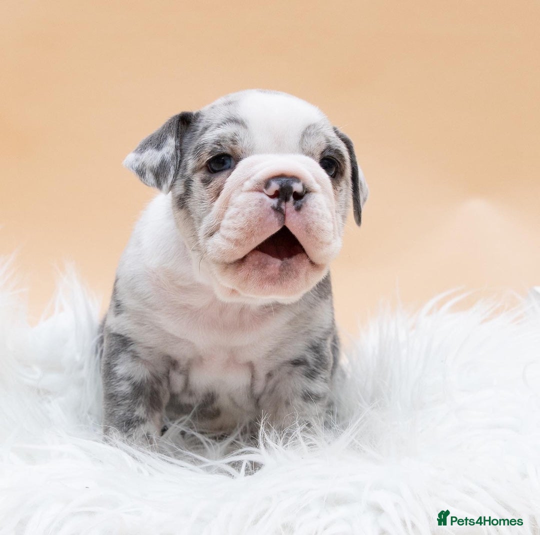 English Bulldog dogs for stud: HEALTH TESTED CLEAR & BOAS GRADED ZERO KC REG in Doncaster - Image 12