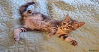 Mixed Breed cats - Advert 10