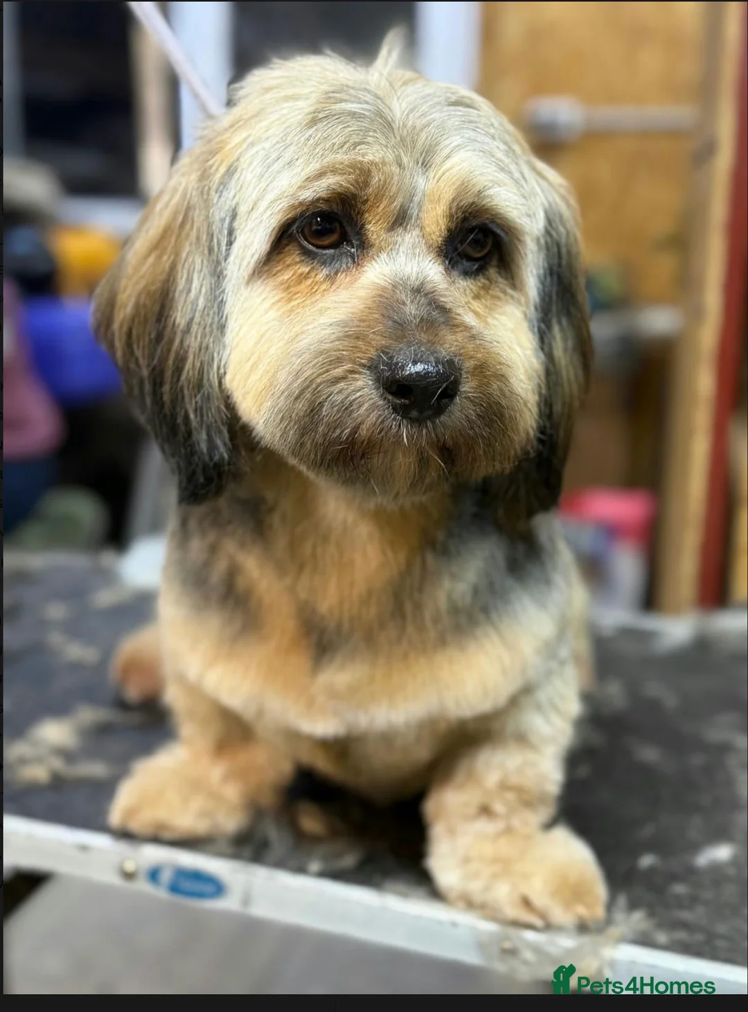 Cockapoo dogs for adoption: 🐾 JOY – Female Cavapoo 🐾 in West Malling - Advert 6