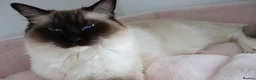 Ragdoll cats for sale: Beautiful TICA registered Ragdoll - Advert 1