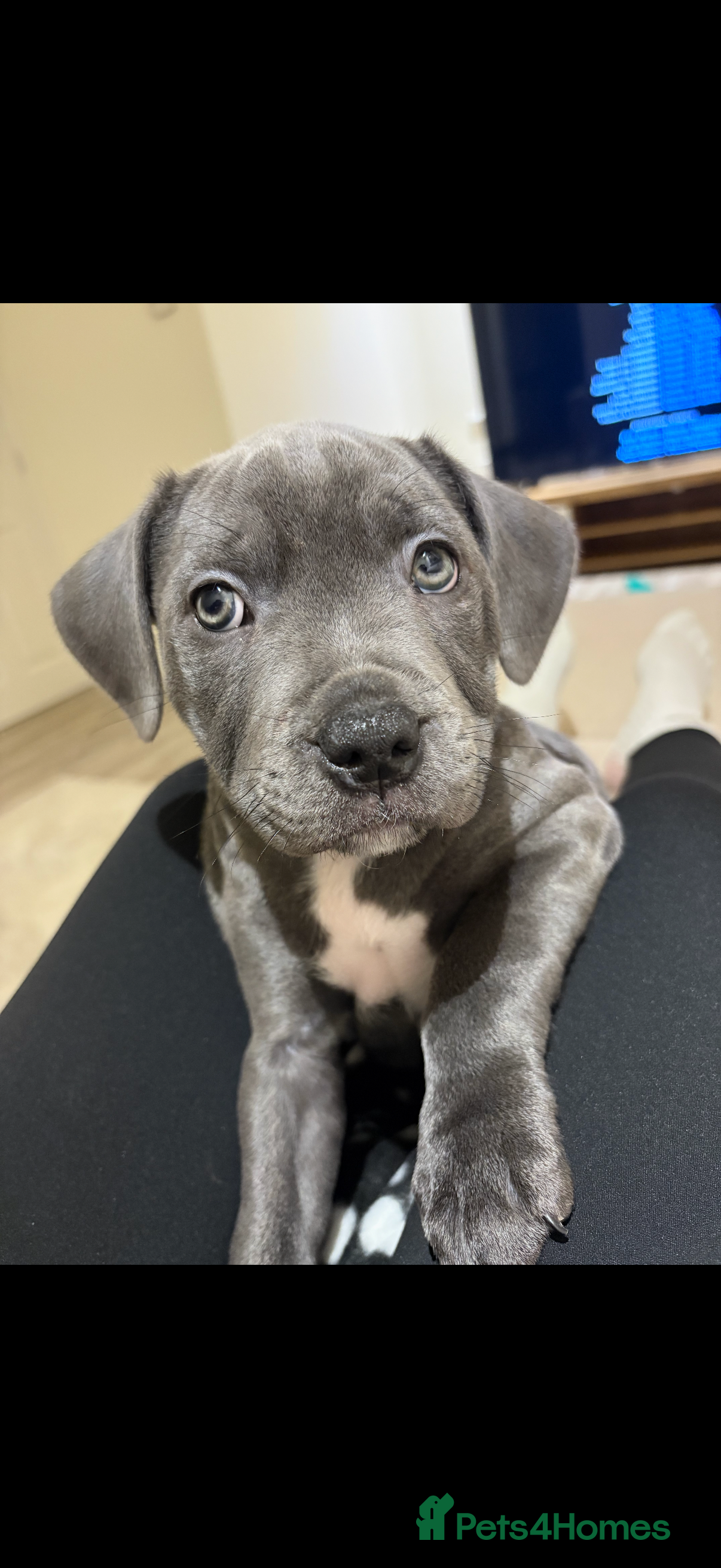 Staffordshire Bull Terrier dogs Blue staffy puppy for sale  in Grantham - Advert 1