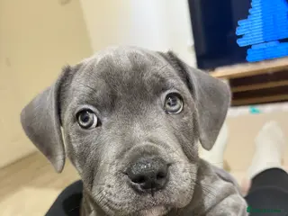 Staffordshire Bull Terrier dogs Blue staffy puppy for sale in Grantham - Advert 1