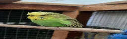 Lovebirds birds for sale: Lovebirds+1 English budgie - Advert 6
