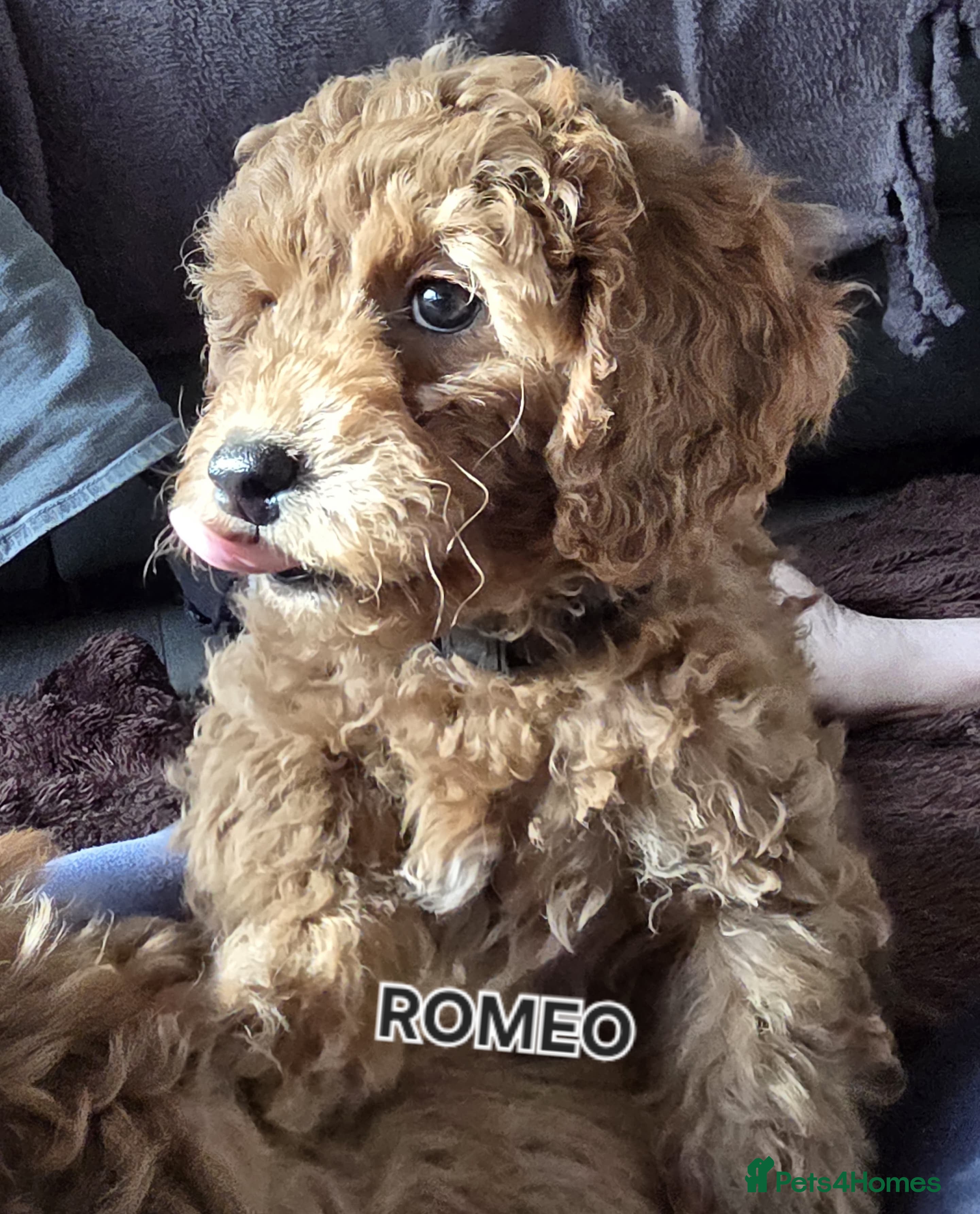 Cavapoo dogs Cavapoos Fb1 (3rd generation). READY TO LEAVE  - Advert 13