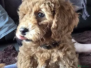 Cavapoo dogs Cavapoos Fb1 (3rd generation). READY TO LEAVE - Advert 4