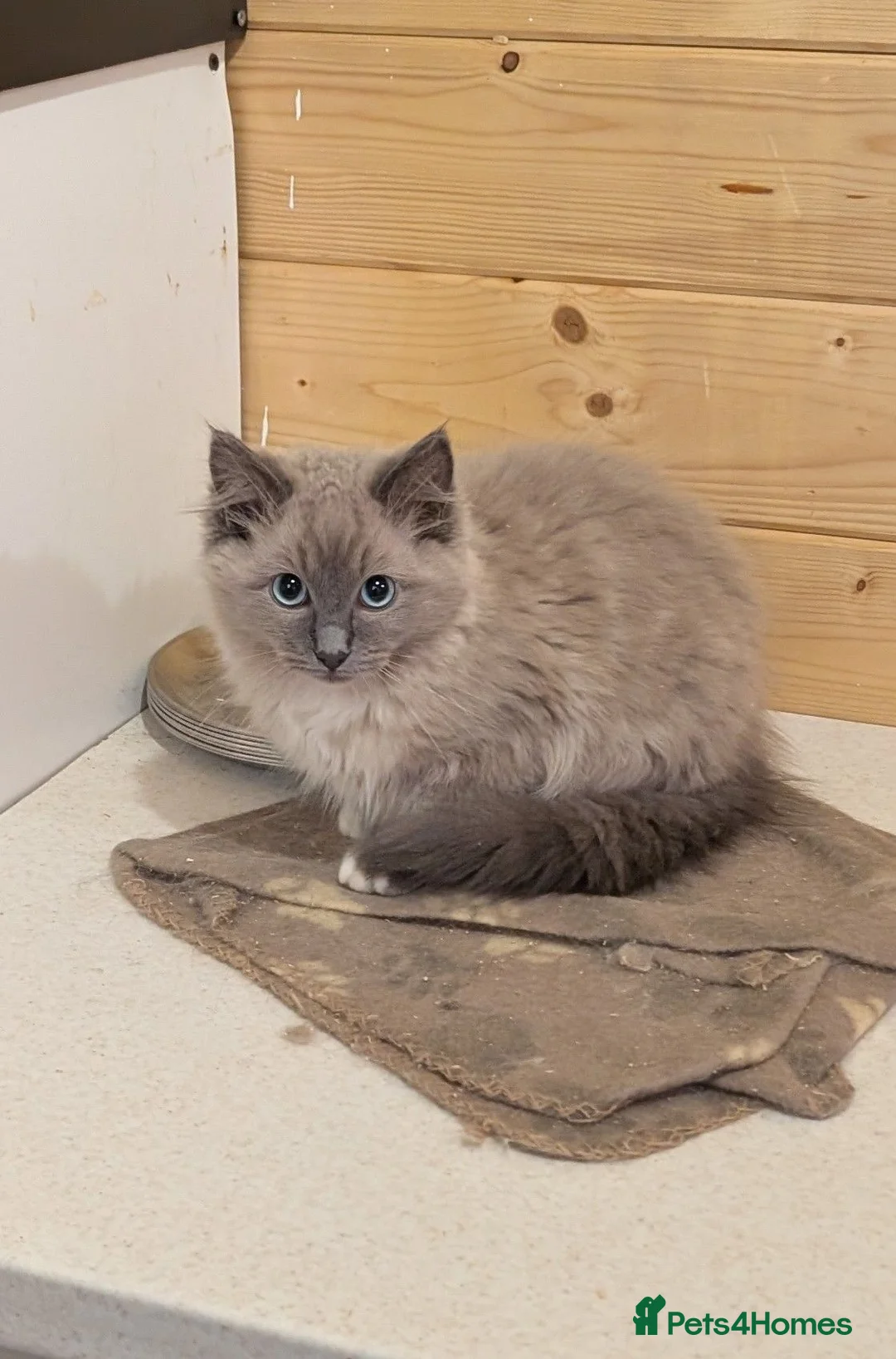 Ragdoll cats for sale: Ragdoll kittens - Advert 1