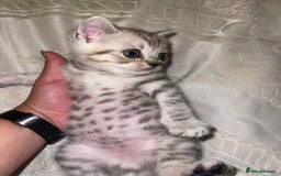 British Shorthair cats for sale: British short hair kittens - Image 21