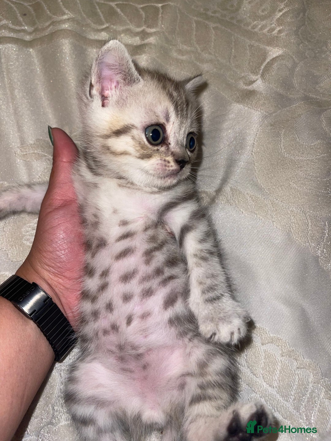 British Shorthair cats for sale: British short hair kittens - Image 21