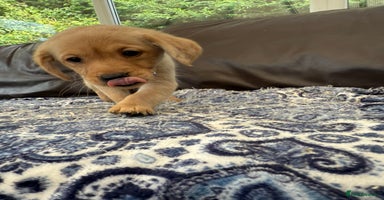 Goldador dogs - Advert 10