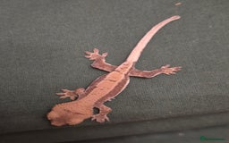 Gecko reptiles for sale: Beautiful Unsexed Crested Geckos ⬇️  - Image 14