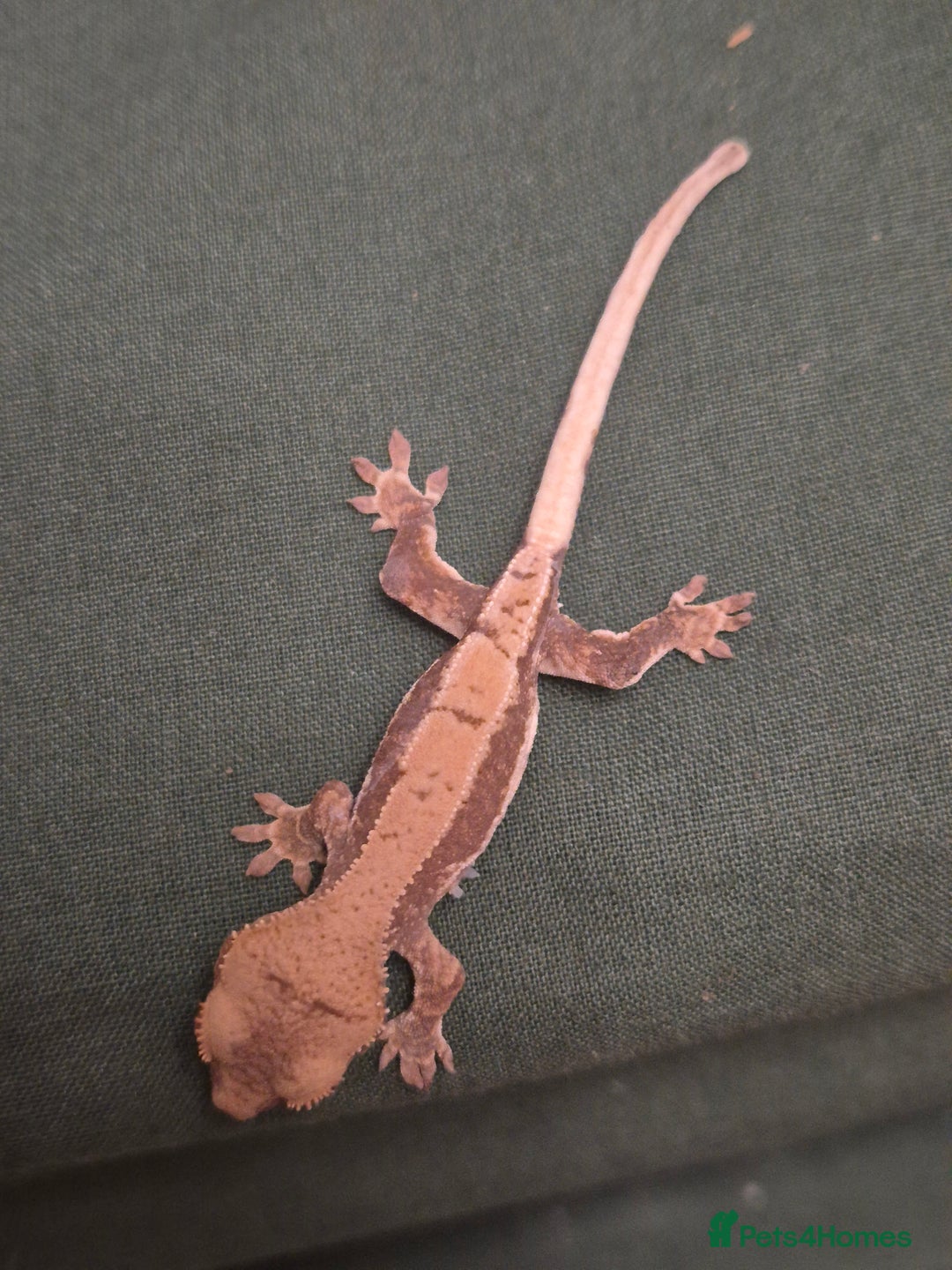 Gecko reptiles for sale: Beautiful Unsexed Crested Geckos ⬇️  - Image 14