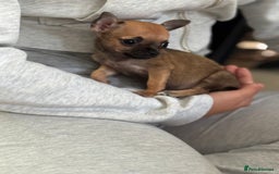 Chihuahua dogs for sale: Chihuahua puppies 8 weeks old  - Image 2
