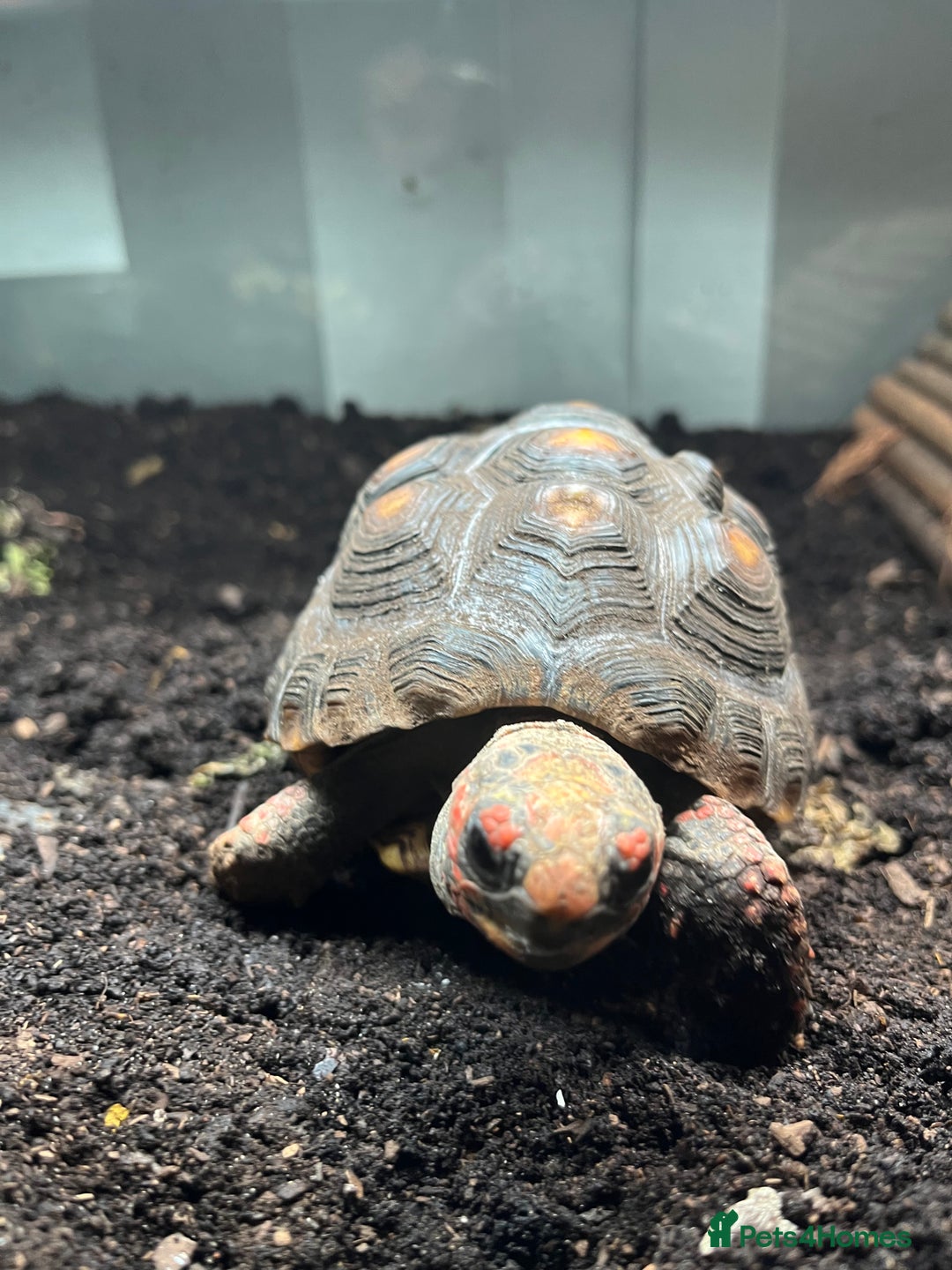 Tortoise reptiles for sale: 4 Year Old Red Footed Tortoise For Sale - Advert 4