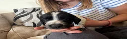 Cocker Spaniel dogs for sale: Gorgeous working cocker spaniel puppies - Advert 10