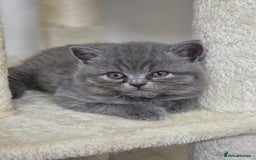 British Shorthair cats for sale: Full breed British short hair - Image 4