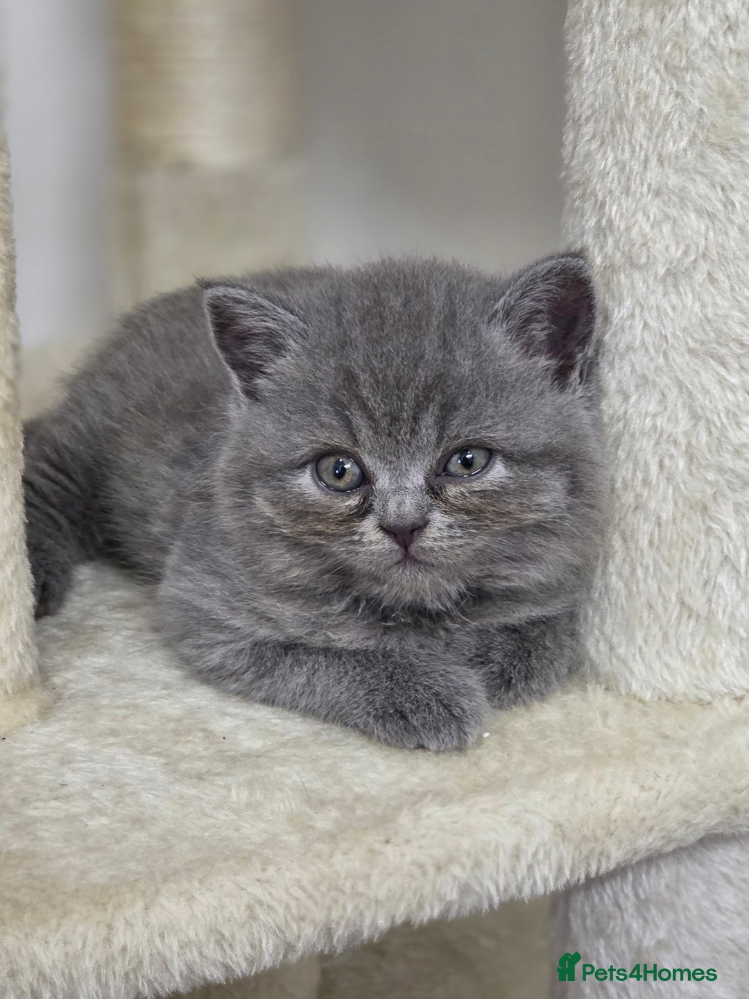 British Shorthair cats for sale: Full breed British short hair - Image 4